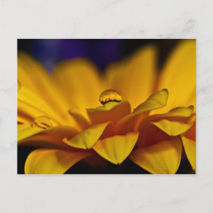 Wassertropfen mit Reflektion von Gerbera Daisy Postkarte