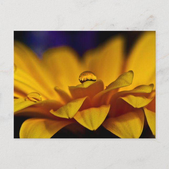 Wassertropfen mit Reflektion von Gerbera Daisy Postkarte (Vorderseite)