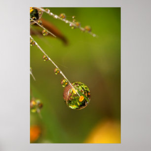 Wassertropfen Nahaufnahme Poster