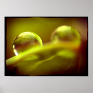 Wassertropfen Poster
