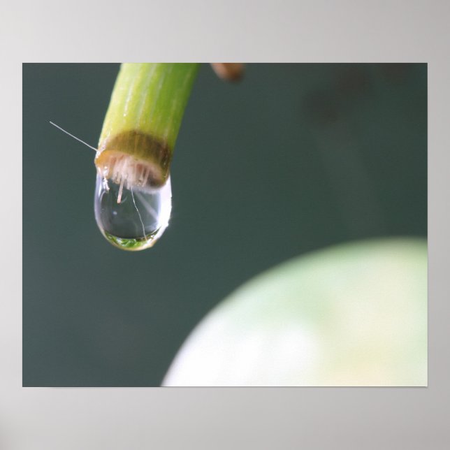 Wassertropfen Poster (Vorne)