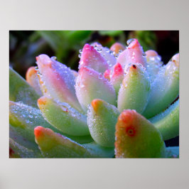 Wassertropfen Sukkulent Poster
