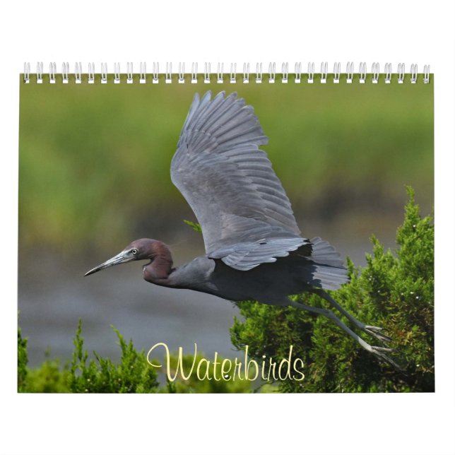 Wasservögel 4 kalender (Titelbild)