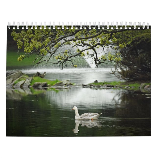 Wasservögel Kalender (Titelbild)