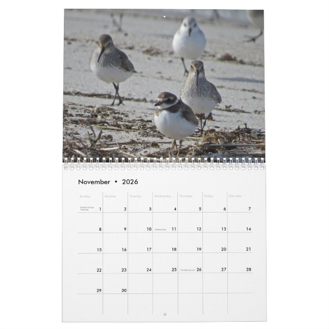 Wasservögel Kalender (Nov 2026)
