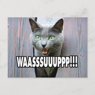 WASSUP - Cat Meme Postkarte