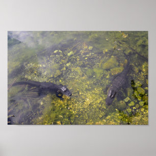 Watchful Alligators in Florida Keys Poster