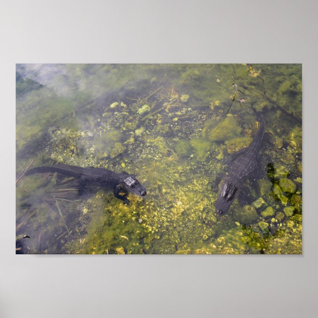 Watchful Alligators in Florida Keys Poster (Vorne)