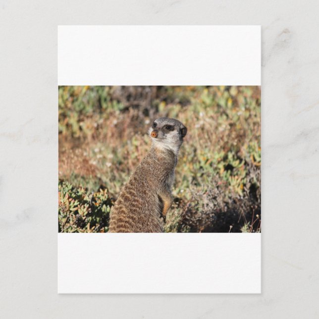 Watchful meerkat postkarte (Vorderseite)
