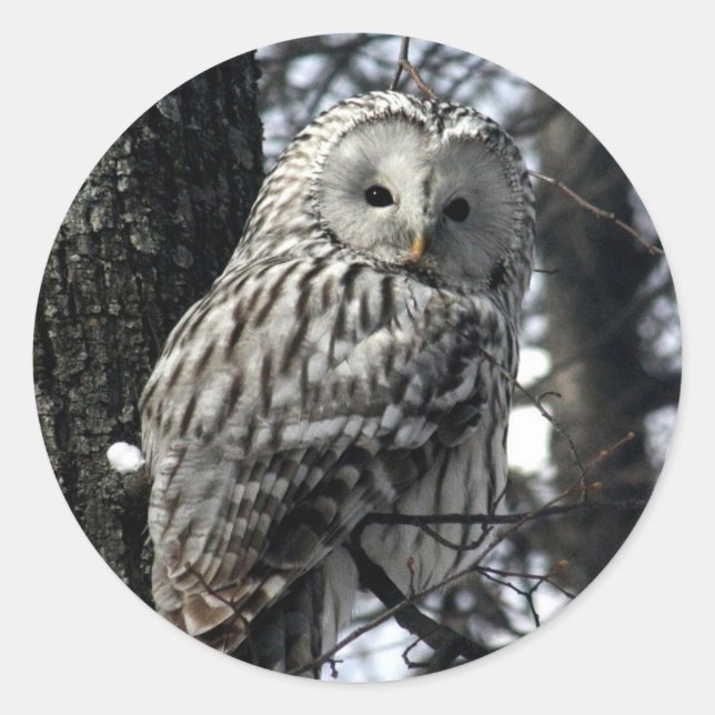 Watchful Owl Runder Aufkleber (Vorderseite)