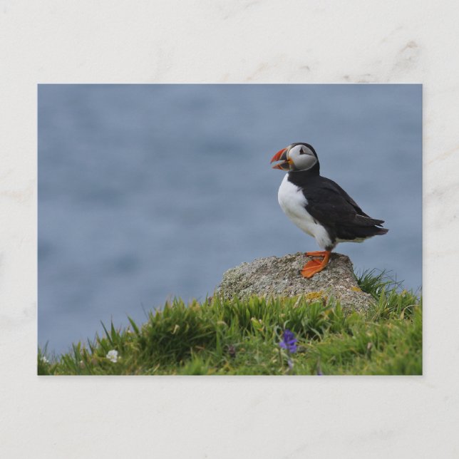 Watchful Puffin Postkarte (Vorderseite)