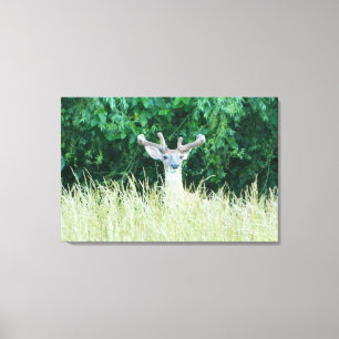 Watchful Whitetail Deer (Sommer) Canvas Print Leinwanddruck