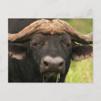 Water Buffalo Postkarte