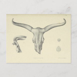 Water Buffalo Skull Horns Postkarte