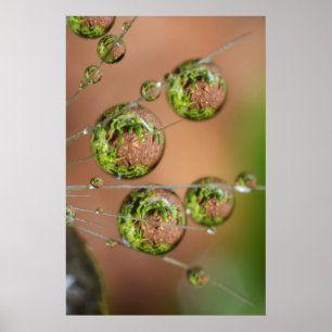 Water Droplet Reflektion Poster