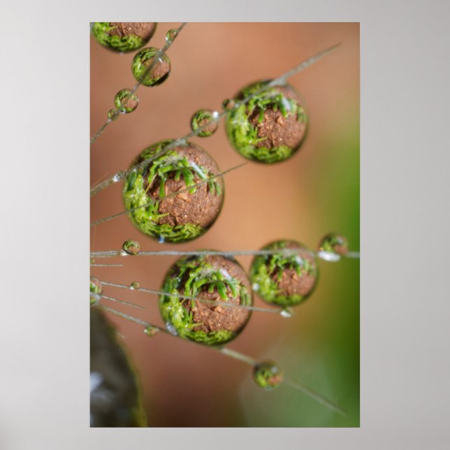 Water Droplet Reflektion Poster (Vorne)