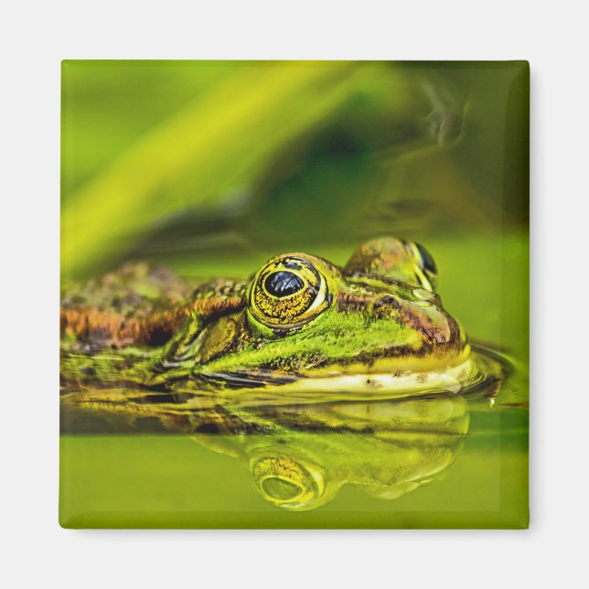 water frog magnet (Vorne)