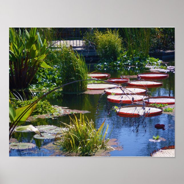 Water Garden Foto Plakatwerbung Poster (Vorne)