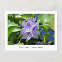 Water Hyacinth Sammelbare Blume Postkarten
