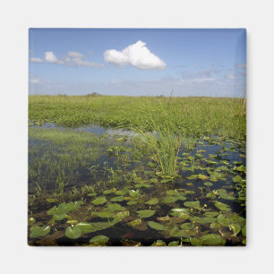 Water lilies and sawgrass in Florida everglades Magnet