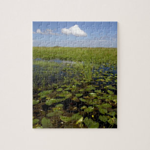 Water lilies and sawgrass in Florida everglades Puzzle
