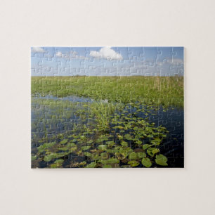 Water lilies and sawgrass in Florida everglades Puzzle