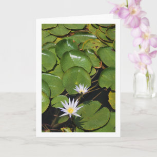Water Lilies Karte