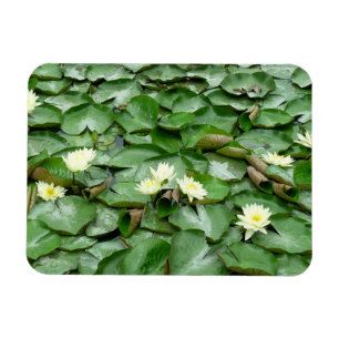Water Lilies Magnet