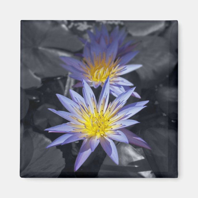 Water Lilies Magnet (Vorne)
