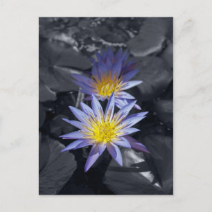 Water Lilies Postcard Postkarte