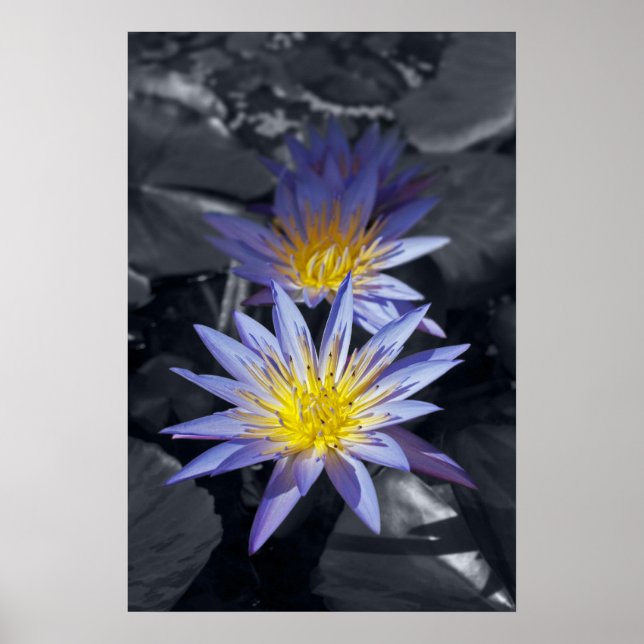 Water Lilies Poster (Vorne)
