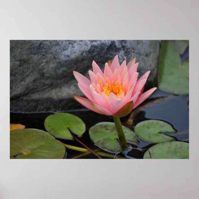 Water Lilies Poster (Vorne)
