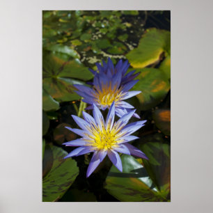 Water Lilies Poster