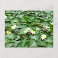 Water Lilies