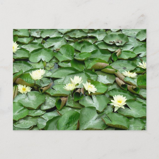 Water Lilies Postkarte (Vorderseite)
