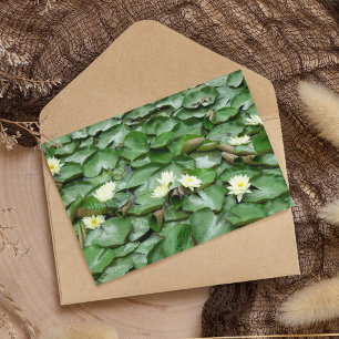 Water Lillies Postkarte