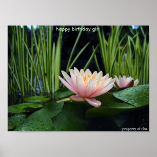 Water lilly after rain  poster