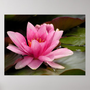 Water Lilly Canvas Print Poster