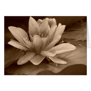 Water Lilly Card