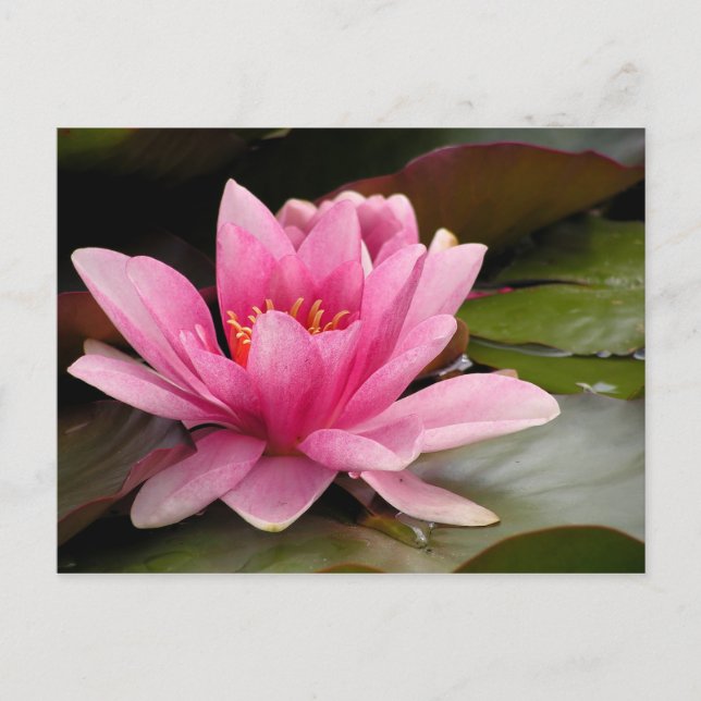 Water Lilly Card Postkarte (Vorderseite)