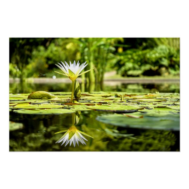 Water Lilly im botanischen Garten Poster (Vorderseite)