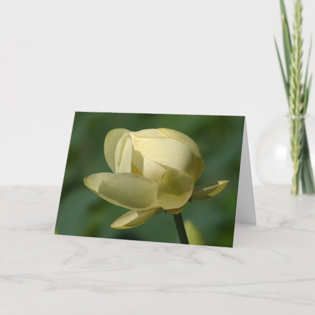 Water Lilly Lotus Karte (Vorderseite)