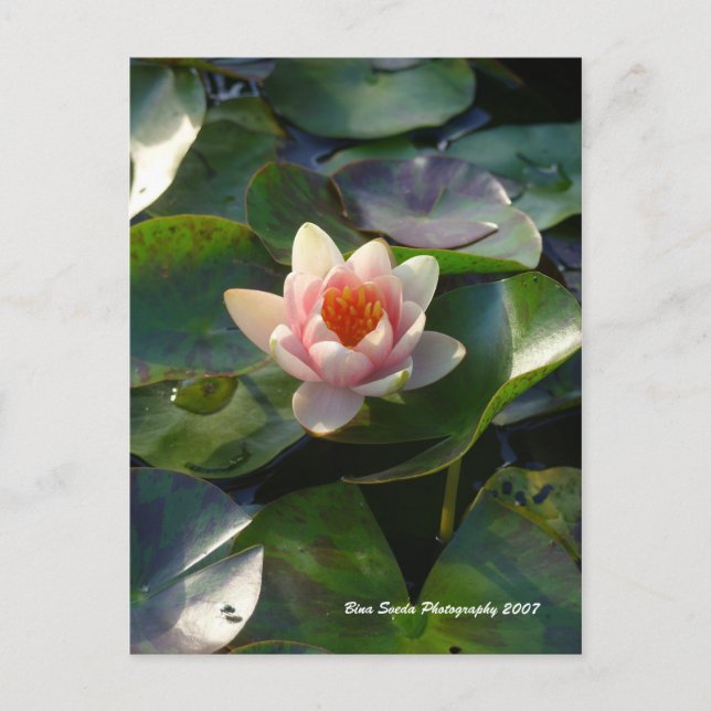 Water Lilly Postcard Postkarte (Vorderseite)
