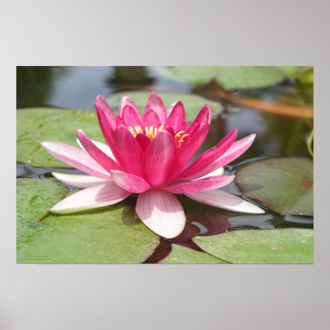 Water Lilly Poster (Vorne)