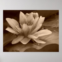 Water Lilly Poster