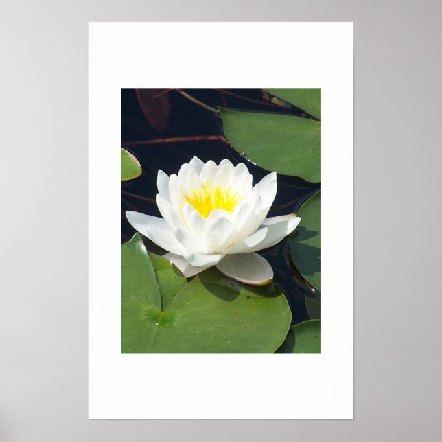 Water Lilly Poster (Vorne)