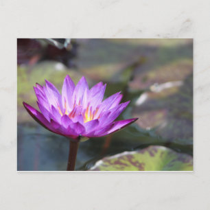 Water Lilly Postkarte
