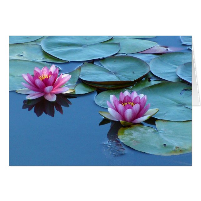 Water Lily Duet (Vorderseite (Horizontal))