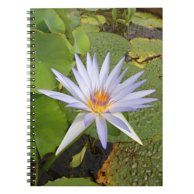 Water Lily Foto Notebook Notizblock (Vorderseite)