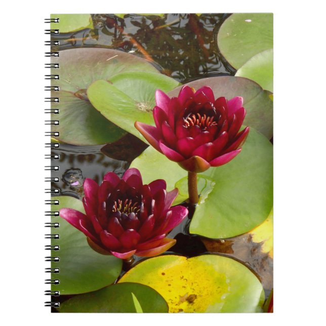 Water Lily Foto Notebook Notizblock (Vorderseite)